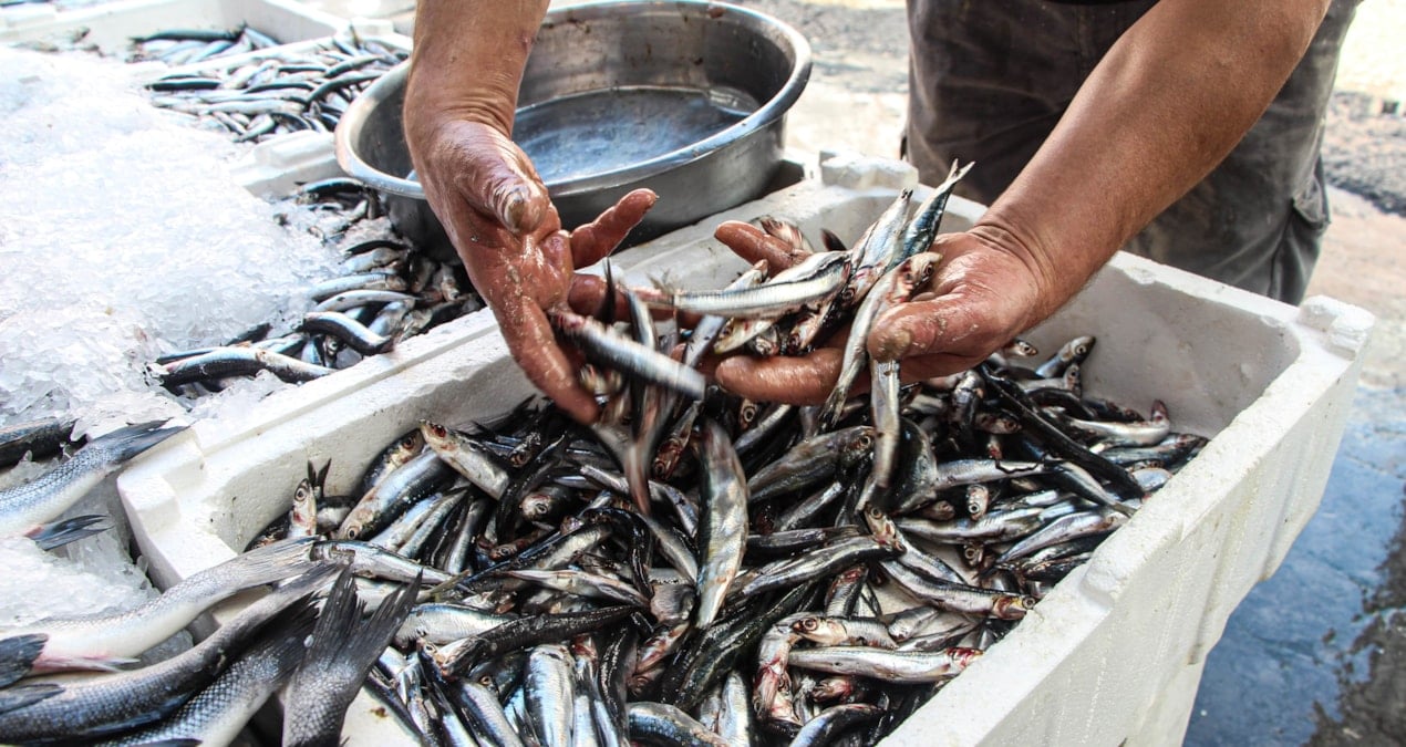 hamsi istavrit barbun ve sardalya hepsinin fiyati dustu ballik bollugu yasaniyor aNSIfEIe