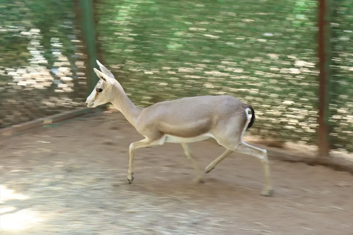 yarali ceylan dogaya donuyor uBuns18s
