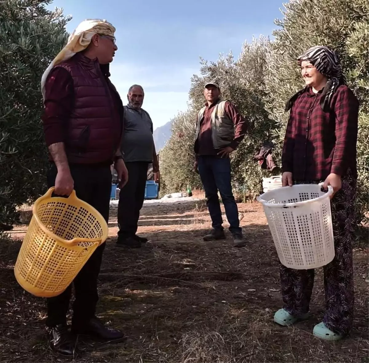 manisada zeytin hasat donemi basladi 7UOArIWr.jpg