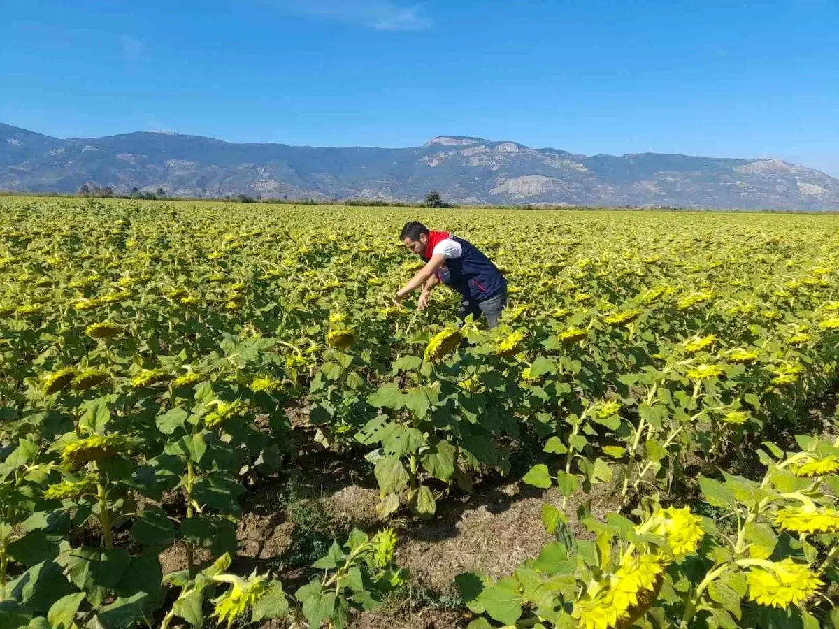 soke tarim mudurlugu 2025 desteklemeleri icin pamuk ve aycicegi saha calismalari yuruttu PVcfGAyT.jpg