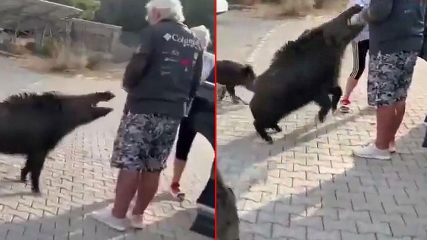 aydinda dehsete dusuren olay besledigi yaban domuzu tatilciyi isirdi EdmZTS3V.jpg