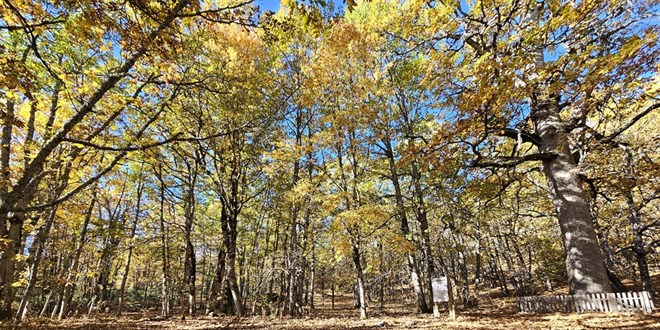 dunyadaki tek orman izinsiz girisin cezasi 557 bin 212 tl wG6HDxks.jpg