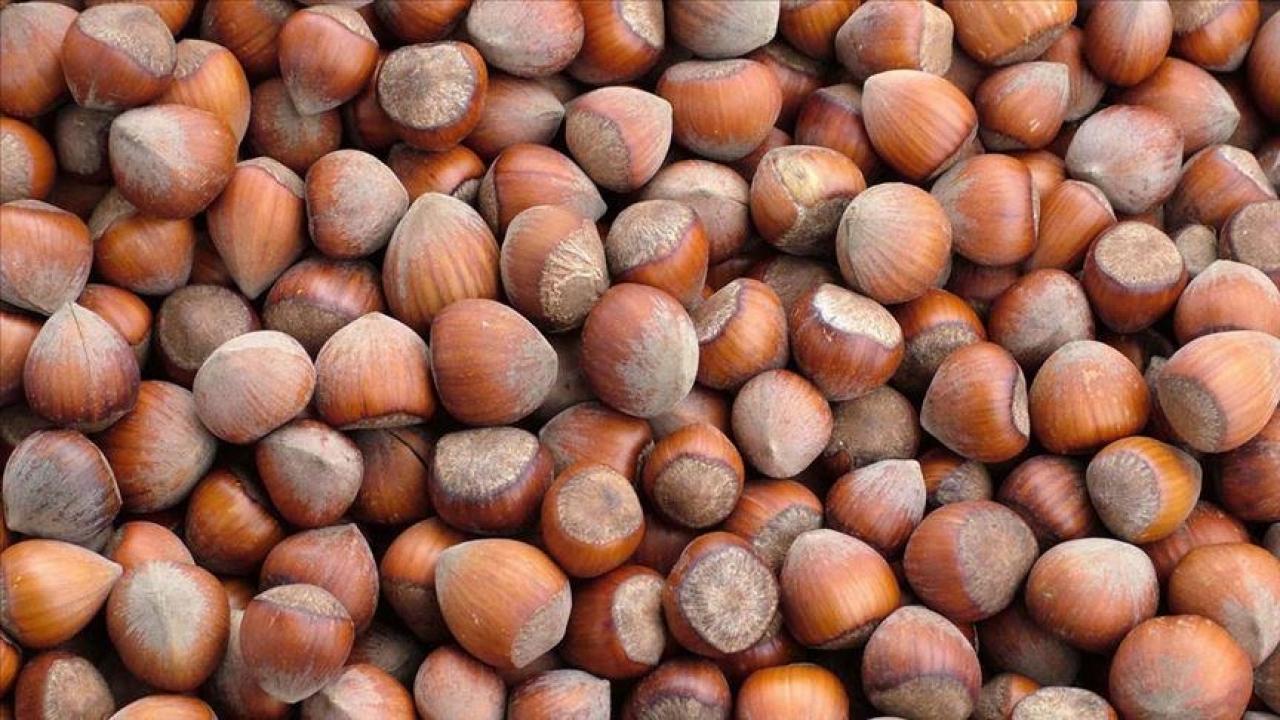 trabzonun 10 aylik findik ihracati 500 milyon dolari asti 9tzszx6n.jpg