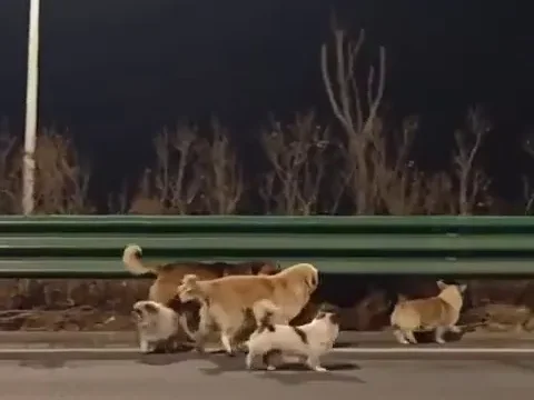 Hırsızların Kamyonundan Kurtulan 7 Köpek, 17 Kilometre Yürüyerek Evlerine Döndü