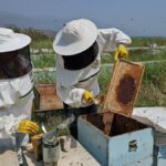 aydinin-kuyucak-ilcesinde-yetisen-ari-kovanlari-dunyayi-fethediyor-xj1Fx99y