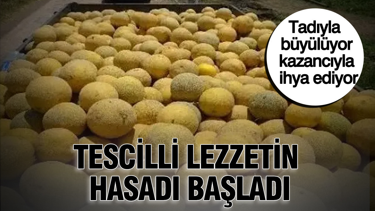 Tadıyla büyülüyor, kazancıyla ihya ediyor: Tescilli lezzetin hasadı başladı Img